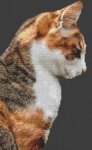 (image for) Cat - Socks